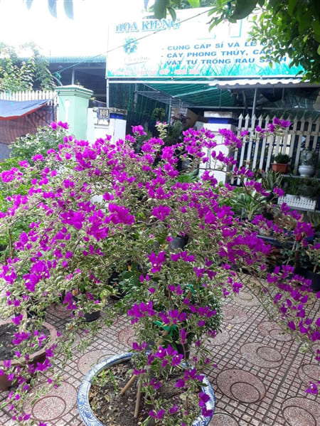 Minh Sơn Đỗ