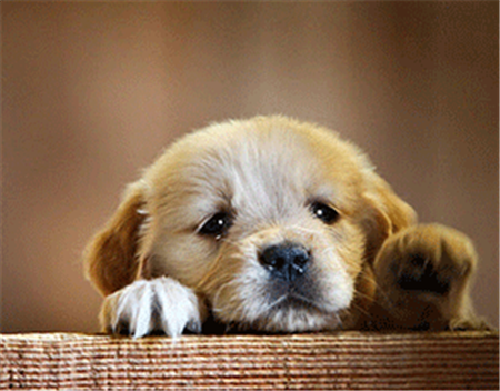 Bằng lăng Đường tím