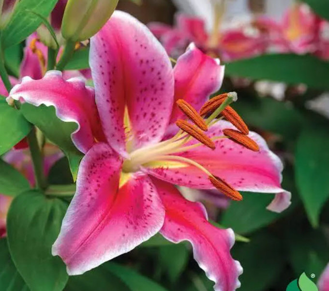 Hồ sơ Hoa Loa Kèn 26 tuổi tại